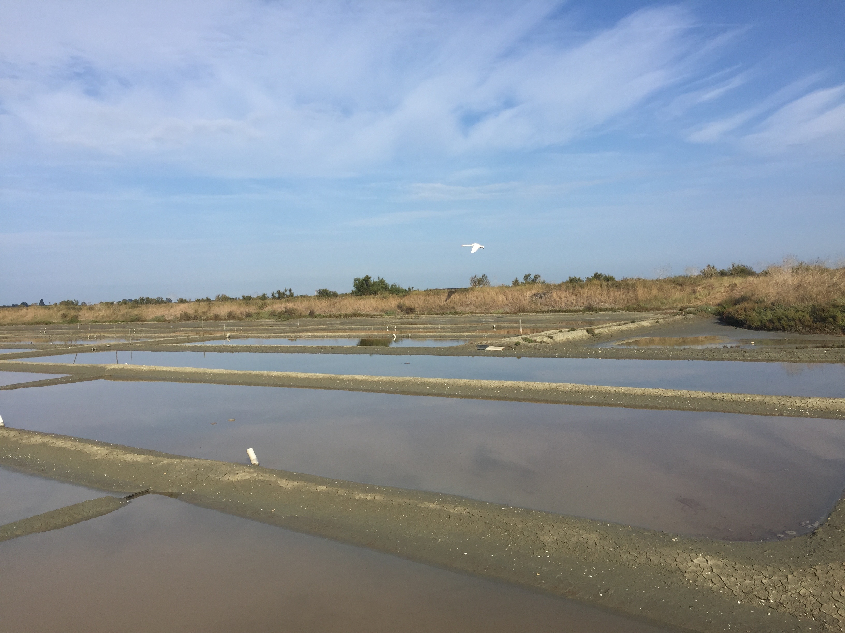 Salt marsh Ile de Ré 