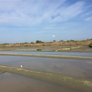 Salt marsh Ile de Ré 