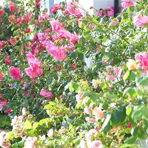 Flower garden - Hotel Le Senechal