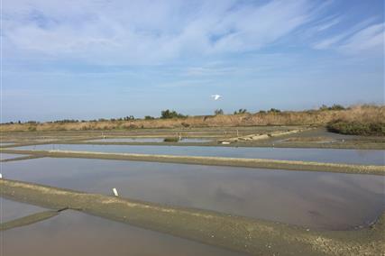 Salt marsh Ile de Ré 